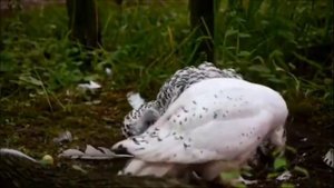 Видеоролик "Интересные факты про сов"