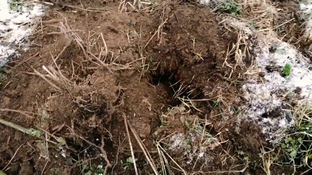 КАК ЛЕГКО РАСЧИСТИТЬ ЗАРОСШИЙ УЧАСТОК. УДАЛЕНИЕ ДЕРЕВЬЕВ И ПОРОСЛИ.