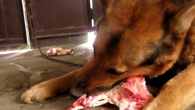 Собака ест. смотреть онлайн