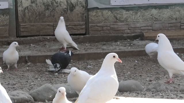 Поймал чужака! Что за порода голубя! смотреть онлайн