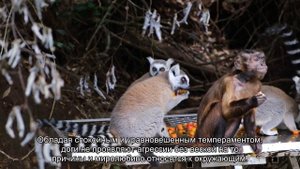 Немецкий дог