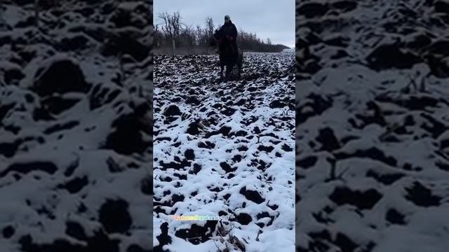 Обучение лошади