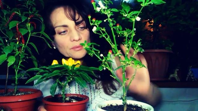 Советы по уходу за комнатным перцем чили в зимнее время года смотреть онлайн