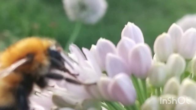 Какой ваш ответ - нужна ли дача? смотреть онлайн