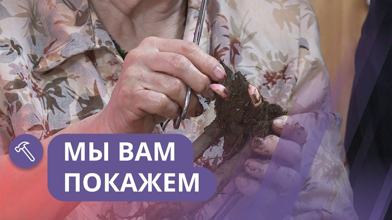 Мы вам покажем: Луковичные цветы