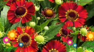 Гелениум гибридный Сальса. Краткий обзор, описание характеристик helenium hybridum Salsa