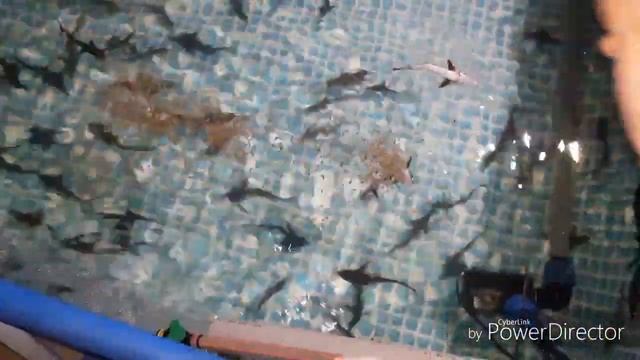 #6 По поводу опарыша (читаем описание) + видео кормления смотреть онлайн