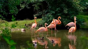 Розовый фламинго! Грациозные и красивые птицы.