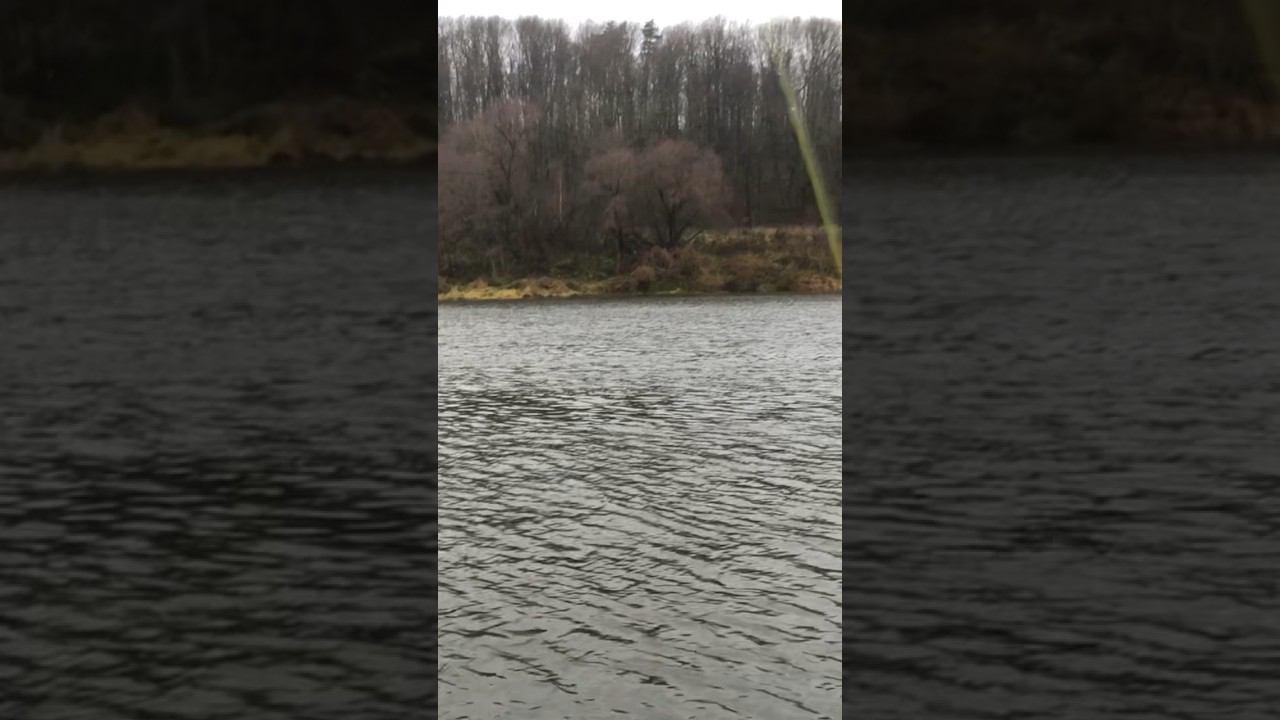 Поймал ЛЕЩА на ФИДЕР ОСЕНЬЮ #рыбалка смотреть онлайн