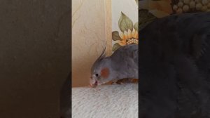 Как выглядит язык у кореллы