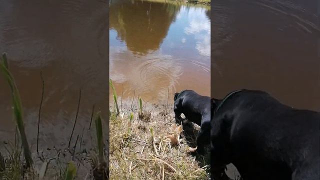 ВОТ ТАК ГУЛЯЕТ ТАКСА ТУЗИК смотреть онлайн