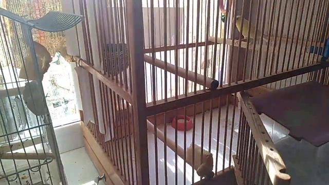 Как размножать канареек. Размножение канареек смотреть онлайн