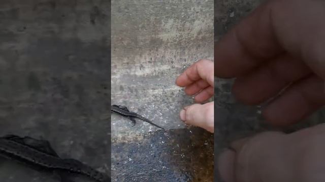 ??? Жёлтая оранжевая ящерица. Видели хоть раз такую? Очень красивая и необычная ящерица.