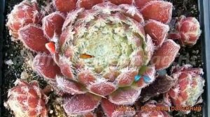 Молодило обыкновенная Алладин (sempervivum aladdin) ? обзор: как сажать, рассада молодила Алладин