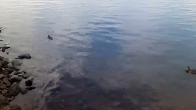 Утки на Неве. смотреть онлайн