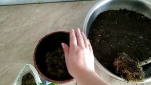 Драцена лайм/пересадка