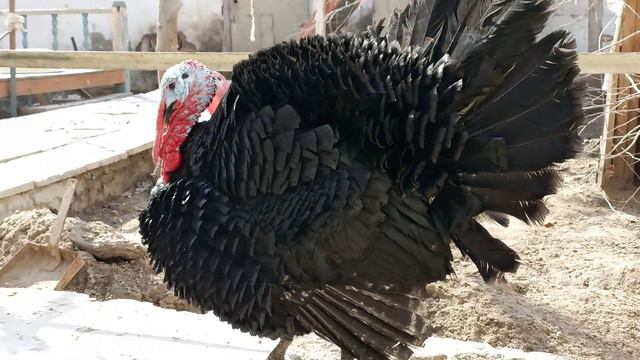 Qora qosh indyk | Чёрная норфолкская Индюки. #индюки ⬇️ смотреть онлайн