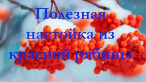 Рябиновая настойка! Поднимаем иммунитет и настроение!