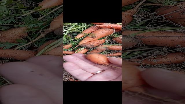 урожай моркови удивил😃