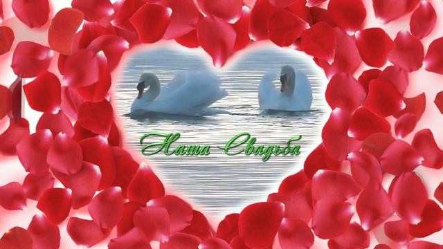 Футаж лебеди скачать бесплатно смотреть онлайн