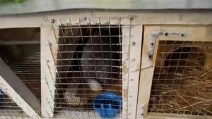 Маточник для кролика простой и быстрый. Мой вариант №1