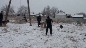 Дрессировка немецкой овчарки. Команда ЧУЖОЙ