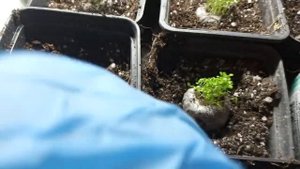 31 января 2020 г Пересадка лобелии Сапфир.