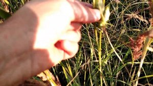 Саранча для рыбалки. Как и где поймать зеленую саранчу своими руками