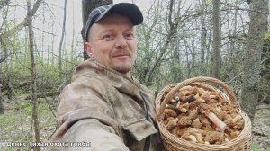 Никогда такого не было и вот опять полная корзина весенних грибов | ГРИБЫ 2023
