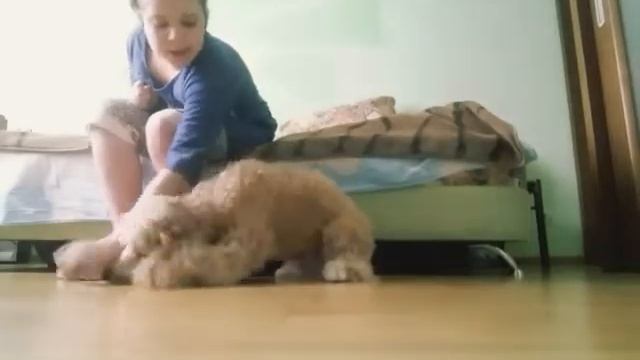 Дрессировка собаки. Пудель Поля смотреть онлайн