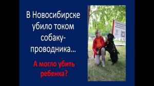 В Новосибирске убило током собаку-проводника... А могло убить ребенка?