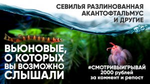 Вьюновые, о которых вы ВОЗМОЖНО слышали #смотривыигрывай