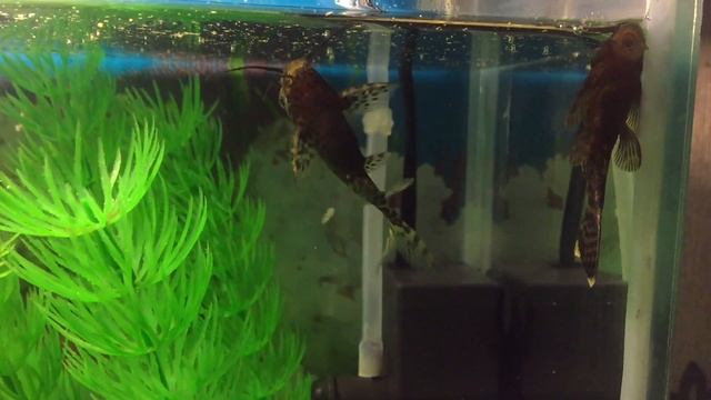 Сомы плавают на спине смотреть онлайн