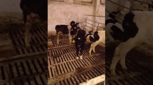 Откорм телят на мясо. Fattening calves for meat, Russia.