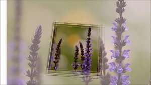 РОЗЫ. КАК ПРАВИЛЬНО СОЧЕТАТЬ ЦВЕТЫ НА КЛУМБЕ