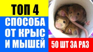Как избавиться от крыс и мышей. Крысоловка своими руками