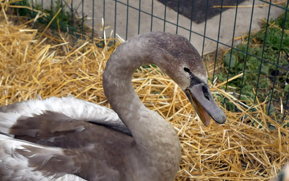В челябинском приюте оказали помощь раненому лебедю / События на ТВЦ