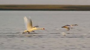Футаж Водопад, гуси-лебеди, распускающиеся цветы