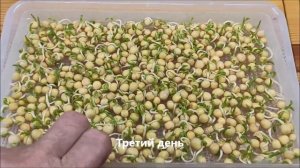 Проростки гороха+ рецепт смузи.