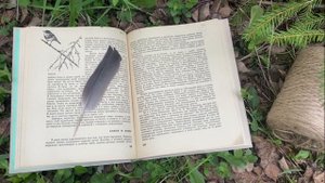 Перо ворона / Немного о перьях