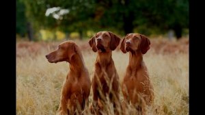 Порода собак Венгерская выжла