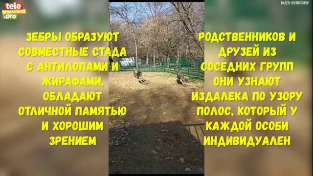зебры