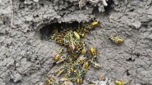 осиное гнездо