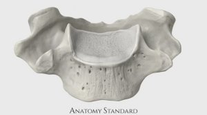 Седьмой шейный позвонок | Vertebra prominens, C7