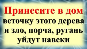 Забытые знания: Какое дерево может очистить ваш дом от порчи и зла! Один метод защитит от сглаза и н