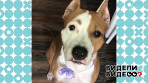 Стафф Ева - образец женственности. Видели видео? Фрагмент выпуска от 27.09.2020