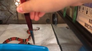 Змея Лигея сбросила кожу! Выползок молочной Синалойской змеи и кормёжка.