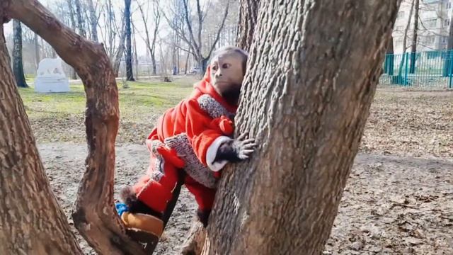Капуцин на прогулке. Маленькая домашняя обезьянка Алекса в парке.