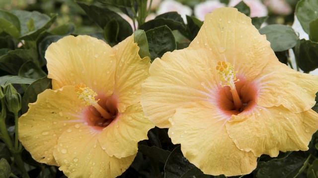 Meet the Hollywood Hibiscus Cast смотреть онлайн