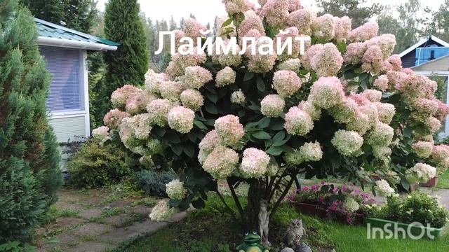 Метельчатые гортензии Ванила Фрейз и Лаймлайт.